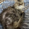 被毛のお手入れ