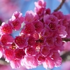 寒緋桜の濃い赤が好きです！