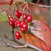 お気に入りの植物園訪問ー３！・・・色々な木の実