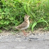 「ヒバリ（雲雀）」に魅せられて（２）～路上のヒバリに啞然～