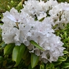 季節の花を知る散歩（初夏２）
