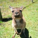 DKの自由帳