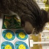 広島銘菓詰め合わせに興味深々ねこ：保護猫日記。3歳2ヵ月（171週）