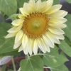 ヒマワリ🌻北側花壇🍃