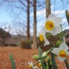 袖ケ浦公園の「日本水仙」