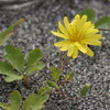 豊北原生花園へ②（7月20日）