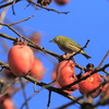 野鳥・2