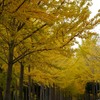 万博記念公園（茨城）の銀杏並木