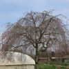 鶏舎の桜  4月9日