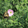 アゲハは盗蜜（穿孔盗蜜）するか