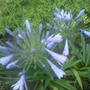アガパンサスの花