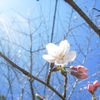 湧き水と、桜。たらの芽の天ぷら。春御膳。ベーグルサンドと、恋話こぼれ聞き。