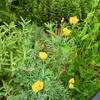 ハナビシソウ