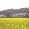 巾着田の菜の花と桜