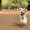 走るオレオを初めて見ました