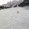 【男鹿島犬問題？】旧採石場には犬が追いかけてきた。ガチでヤバイ！ 