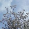 桜満開！お花見しました？