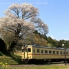 三反田の霞桜・・