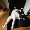 リラックス😸　白黒🐼猫ちゃん。