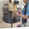 トリミング中