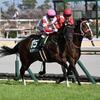 競馬初心者必見☆馬券予想🔥〜ファルコンS〜重賞2着の実績馬が一矢報いる