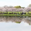 大仙公園・桜