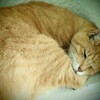 一週間のまとめ(2018年8月1日～8月6日)【のムのム】自然体つぶやきブログ