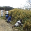 2月12日活動報告 オリーブ植え付け準備他