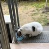 朝　昼　夕のおばあちゃん野良猫「おばあにゃん」