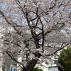 せいせき桜まつり、で桜めぐり