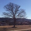 A BIG TREE IN THE SCHOOLYARD