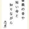 薔薇の香や短い命と知りながら