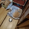 生き物を飼うということ
