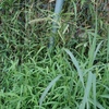 Echinochloa crus-galli var. crus-galli　イヌビエ