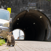 隣県東部離島のねこさん