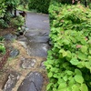 何しよかすることがない菜種梅雨（あ）