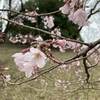 今年最初にじっくり見た桜「江戸彼岸（エドヒガン）」　多摩よこやまの道