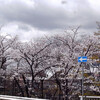 桜と入学式