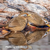 今日の野鳥　ガビチョウ