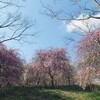 梅の花見とお昼ごはん