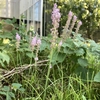 ツルボ咲き進む