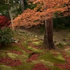 ⛩️京都 東福寺の紅葉 その②🍁　２０１９年１１月末訪問です