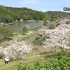 天草市で桜満開【熊本】