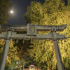 晩秋の週末の夜、三栖神社さまの大イチョウをチェック@2023