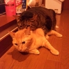 エチレングリコール中毒 ベルどうぶつクリニックのﾌﾞﾛｸﾞ