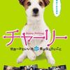 DVD/チャーリー　世界一かわいい犬と僕が伝えたいこと