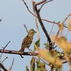 牧場で鳥見