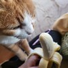 猫はバナナが好きなのか、嫌いなのか？