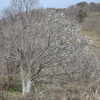 こぶしの花咲き出す