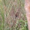 バンケン Lesser Coucal